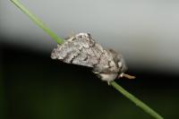 Thaumetopoea pityocampa