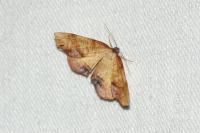 Plagodis dolabraria