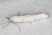 Coscinia cribraria cribraria