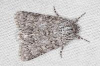Acronicta euphorbiae