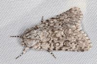 Acronicta euphorbiae