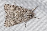 Acronicta euphorbiae
