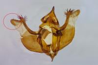 Psodos alticolaria