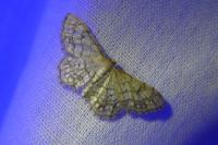 Idaea moniliata
