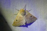 Crocallis elinguaria