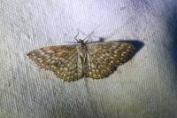 Scopula tessellaria