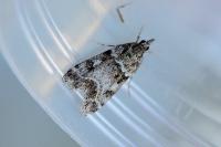 Eudonia