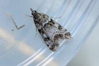 Eudonia