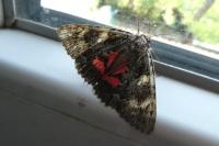 Catocala promissa