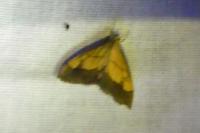 Evergestis limbata
