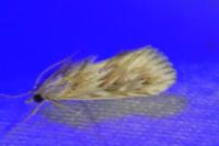 Cynaeda dentalis