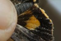 Noctua janthe/janthina