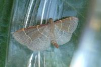 Hypsopygia glaucinalis