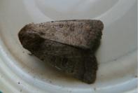Hoplodrina