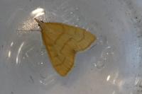 Anania crocealis