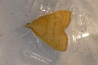 Anania crocealis