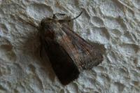 Lacanobia oleracea