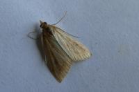 Udea ferrugalis