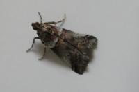 Acrobasis legatea