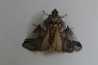 Acrobasis legatea