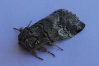 Drymonia querna
