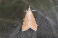 Udea ferrugalis