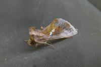 Chrysodeixis chalcites