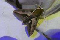 Hyles euphorbiae