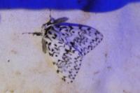 Lymantria monacha