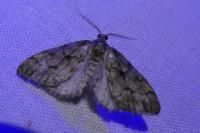 Tephronia sepiaria
