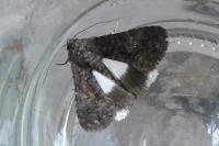 Aedia leucomelas