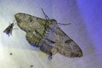 Ascotis selenaria