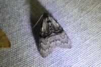 Meganola togatulalis
