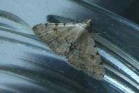 Metachrostis velox