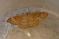 Idaea rubraria