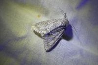 Acronicta aceris