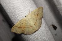 Cyclophora punctaria