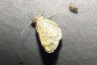 Xanthorhoe spadicearia