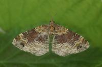Xanthorhoe spadicearia