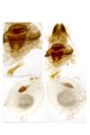 Xanthorhoe spadicearia
