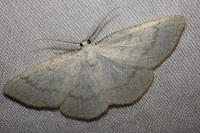 Cabera exanthemata