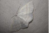 Cabera pusaria