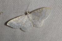 Asthena albulata