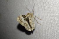 Epirrhoe alternata