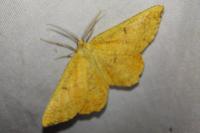 Angerona prunaria