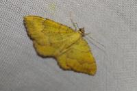 Camptogramma bilineata
