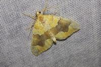 Cidaria fulvata