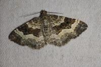Epirrhoe alternata