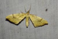 Gandaritis pyraliata
