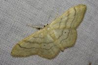 Idaea deversaria
